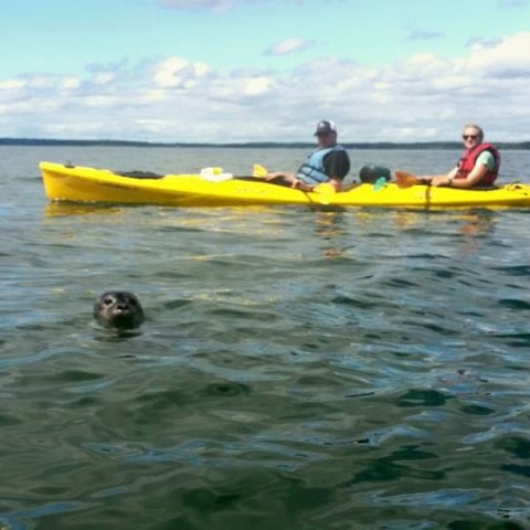 two kayakers looking at a sea lion swimming in the water