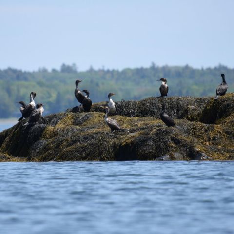 birds sitting on a rock outcropping on the water
