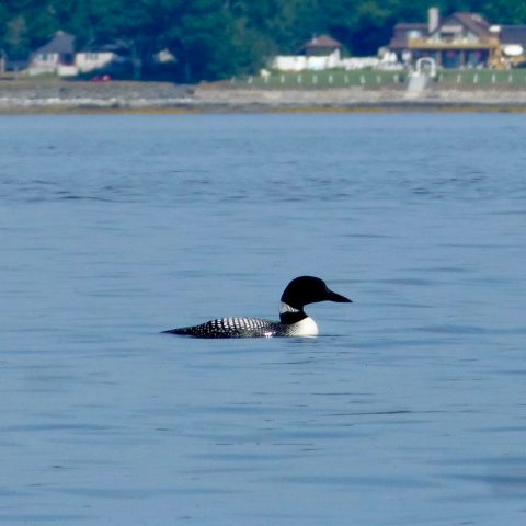 a bird flying over a body of water