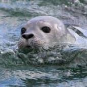 a seal swimming in a body of water