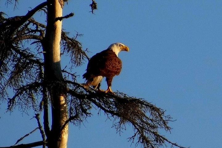 a bird sitting on top of a tree