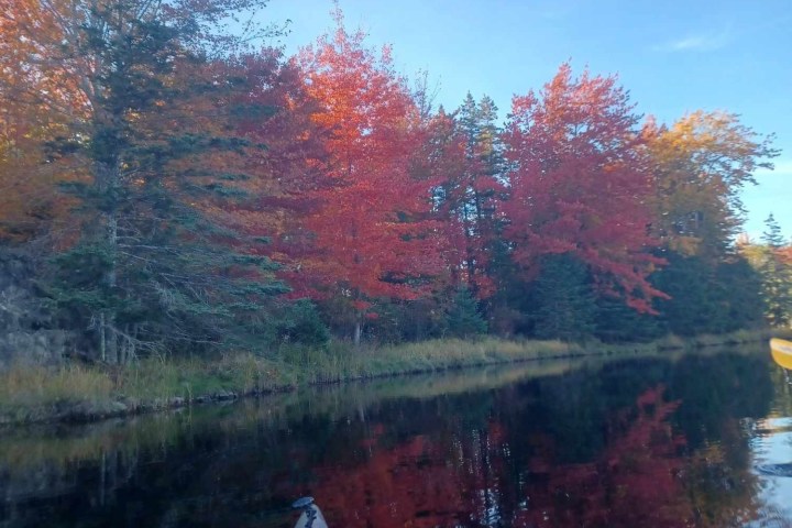 a close up of a tree
