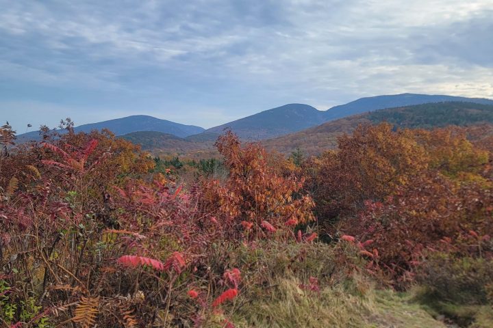 a tree with a mountain in the background