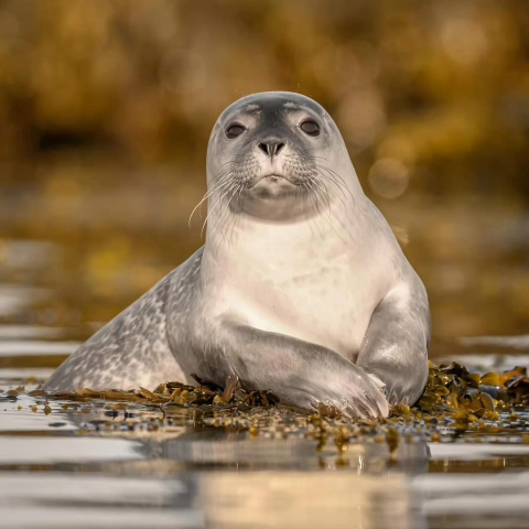 a close up of an animal swimming in the water
