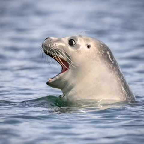 a polar bear swimming in a body of water