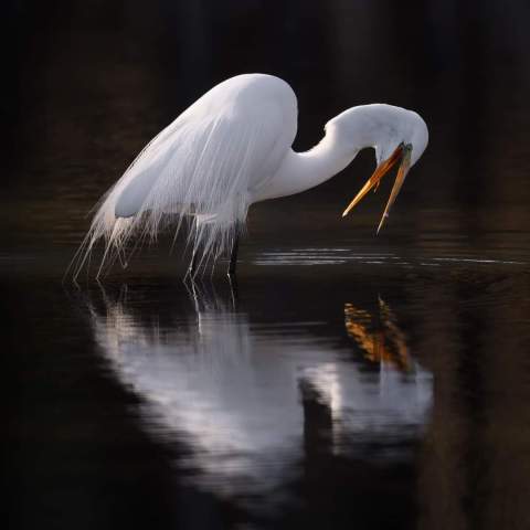 a bird swimming in water