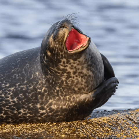 a bird sitting on top of a body of water