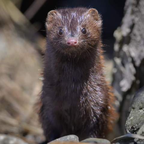 a brown bear sitting on a rock
