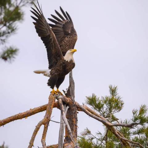 a hawk perched on a tree branch