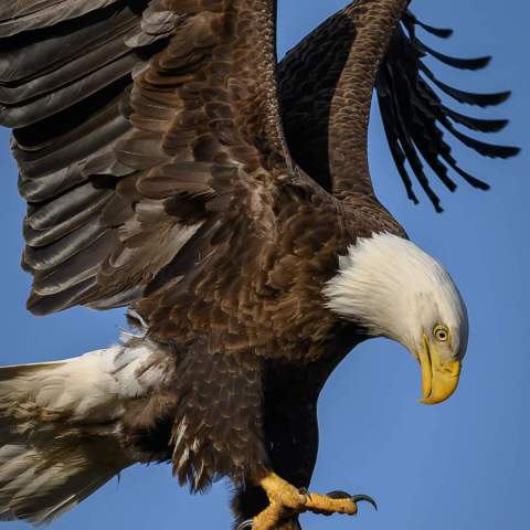 a bird flying in the sky