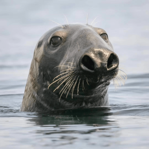 a seal swimming in a body of water