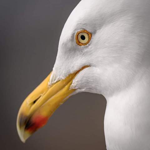 a close up of a bird