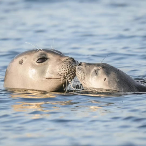 a seal swimming in a body of water